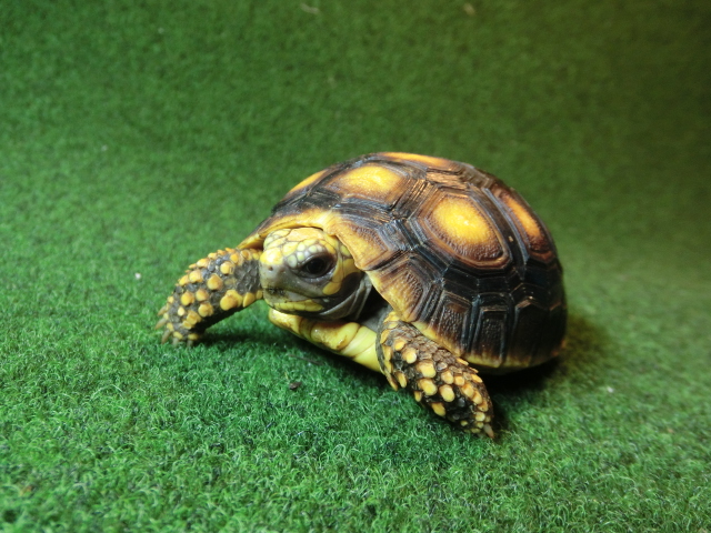 アカアシガメベビー イエローフットタイプ ＣＢ個体96番の画像