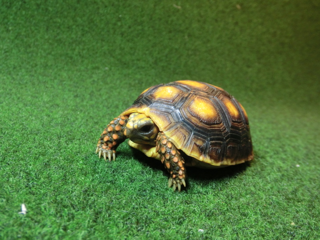 アカアシガメベビー オレンジフット＆イエローヘッドタイプ ＣＢ個体97番の画像