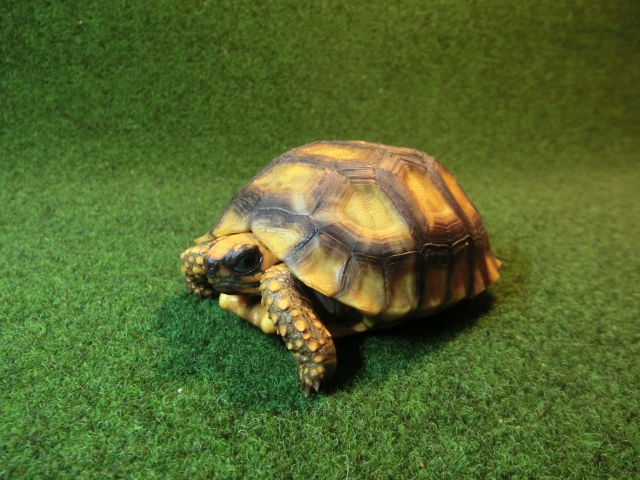 キアシガメSサイズCB個体 40番　の画像