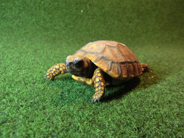 キアシガメベビーCB個体 41番　の画像