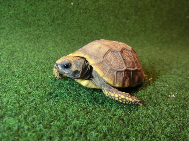 キアシガメベビーCB個体 43番　の画像