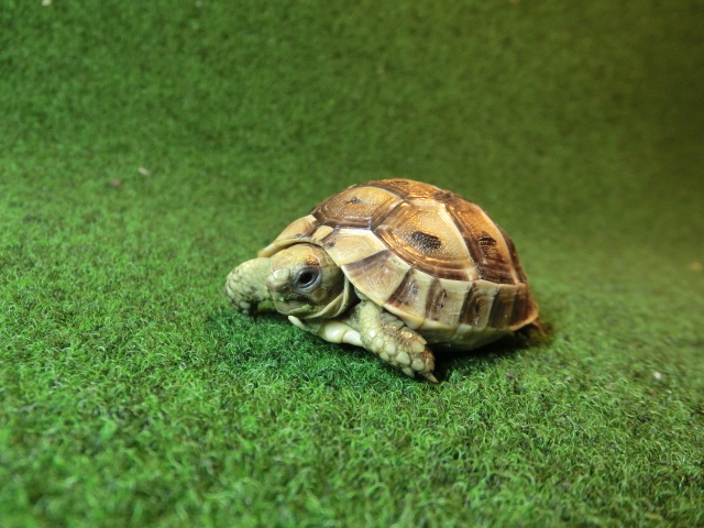 イベラギリシャリクガメベビーEUCB個体45番の画像