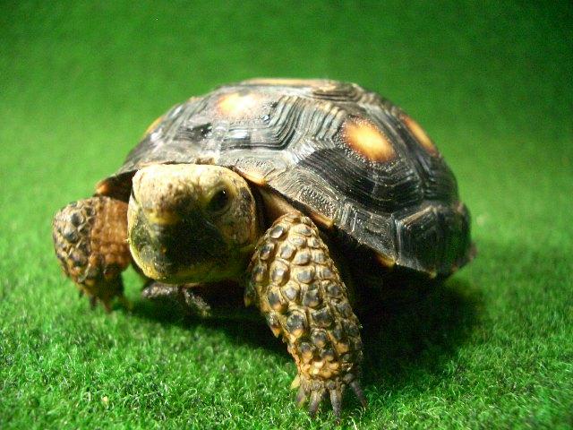 テキサスゴファーガメ03番の画像