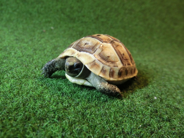 イベラギリシャリクガメベビーEUCB個体46番の画像