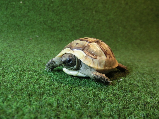イベラギリシャリクガメベビーEUCB個体47番の画像