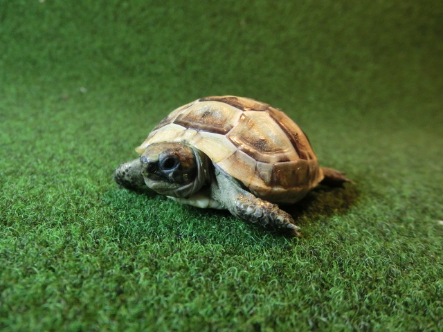 イベラギリシャリクガメベビーEUCB個体48番の画像