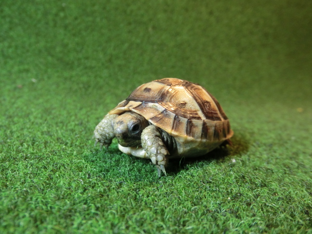 イベラギリシャリクガメベビーEUCB個体49番の画像