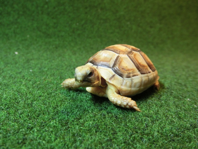 マルギナータリクガメベビー(フチゾリリクガメ)EUCB色薄個体 85番の画像