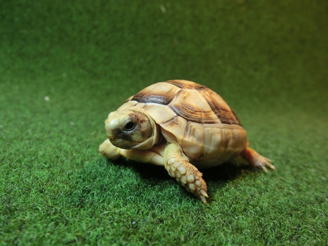 マルギナータリクガメベビー(フチゾリリクガメ)EUCB色薄個体 86番の画像