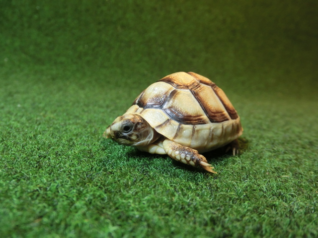 マルギナータリクガメベビー(フチゾリリクガメ)EUCB色薄個体 87番の画像