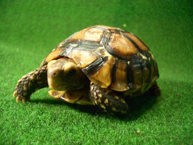 ベルセオレガメ♂01番の画像