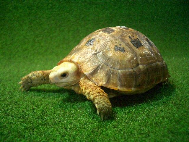 エロンガータリクガメ1番の画像