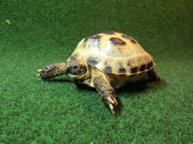 ホルスフィールドリクガメ恐らくメス EUCB個体05番の画像
