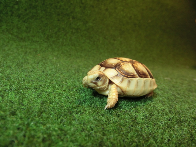 マルギナータリクガメベビー(フチゾリリクガメ)EUCB色薄個体 09番の画像