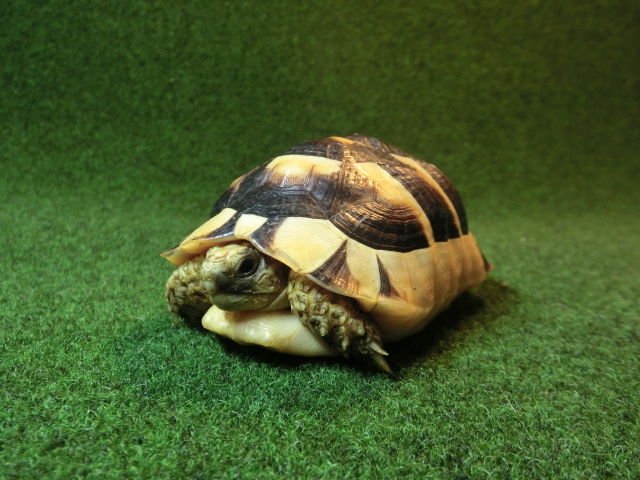 マルギナータリクガメベビー(フチゾリリクガメ)EUCB個体 12番の画像