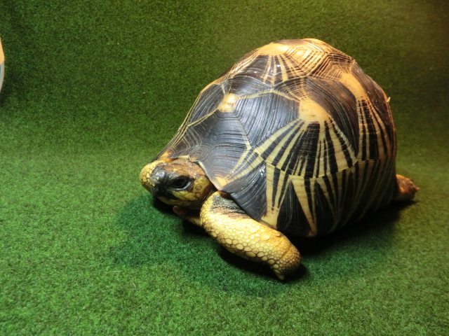 ホウシャガメ　登録票マイクロチップ付の画像