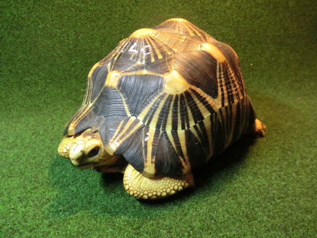 ホウシャガメ　登録票マイクロチップ付の画像