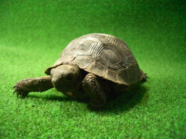 アルダブラゾウガメ ベビー国内CB 13番の画像