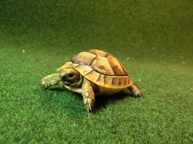 イベラギリシャリクガメベビーEUCB個体イエロータイプ50番の画像