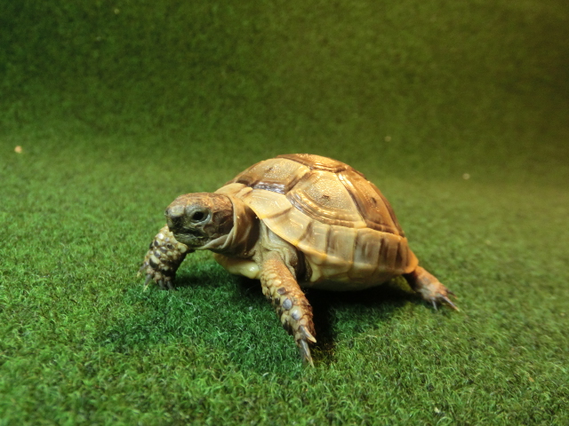 イベラギリシャリクガメベビーEUCB個体　51番の画像