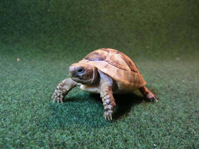 イベラギリシャリクガメベビーEUCB個体イエロータイプ52番の画像