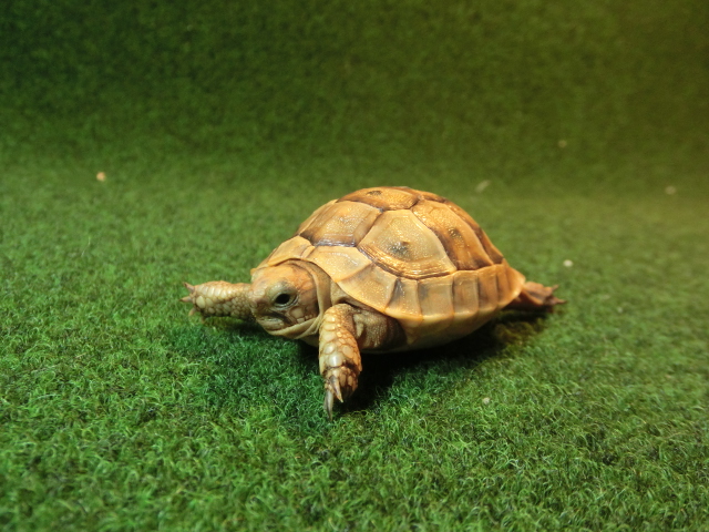 イベラギリシャリクガメベビーEUCB個体オレンジタイプ53番の画像