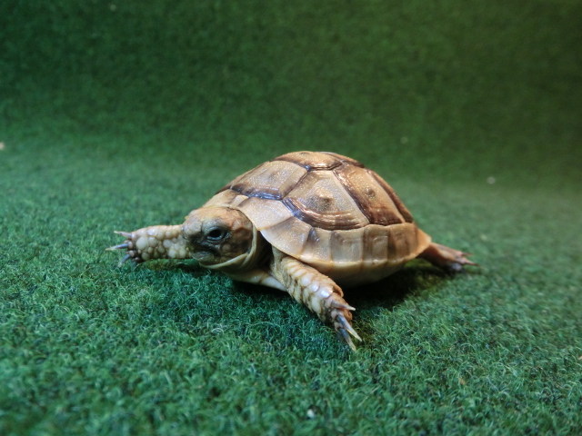 イベラギリシャリクガメベビーEUCB個体オレンジタイプ54番の画像