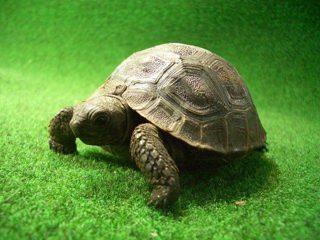 アルダブラゾウガメ ベビー国内CB 14番の画像