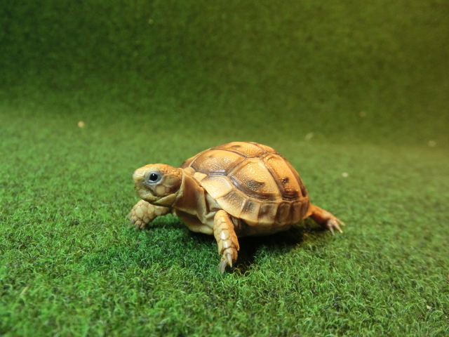 アラブギリシャリクガメベビー 80番の画像