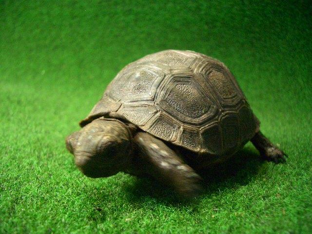 アルダブラゾウガメ ベビー国内CB 15番の画像