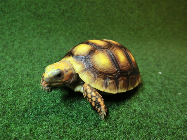 アカアシガメベビー オレンジフットタイプ ＣＢ個体98番の画像