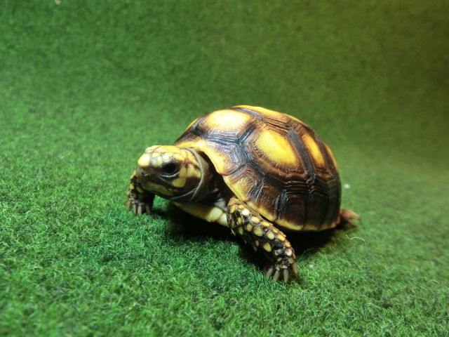 アカアシガメベビー イエロフットタイプ ＣＢ個体99番の画像