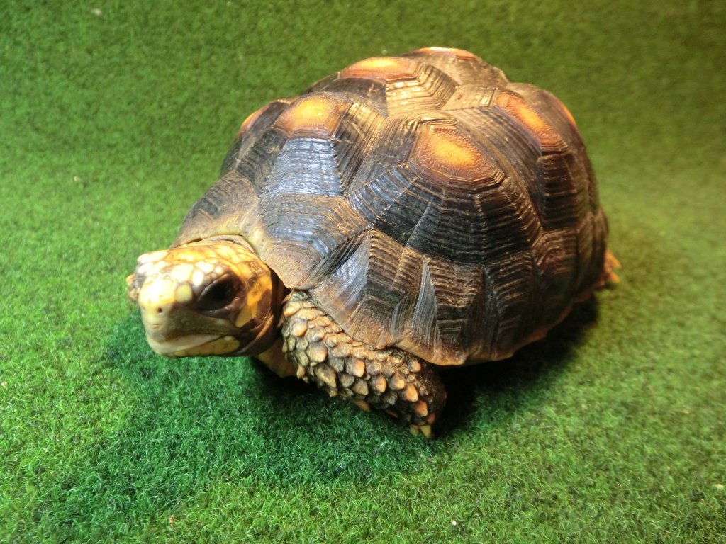 福袋安いいね半額ストア osusi3223 様専用□90サイズ爬虫類ゲージ、爬虫類ケージ 温室・飼育ケース