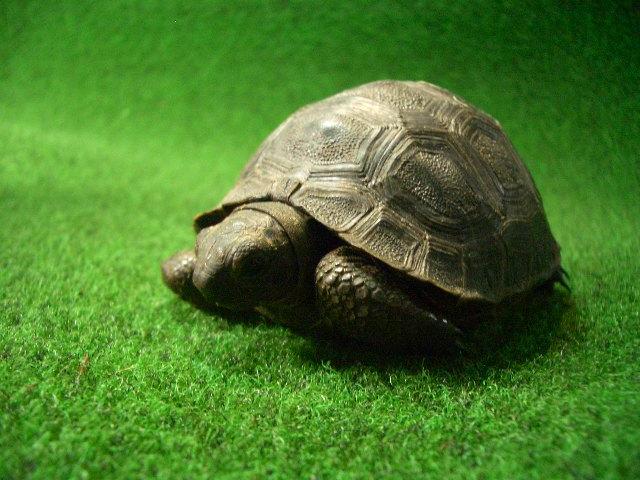 アルダブラゾウガメ ベビー国内CB 18番の画像