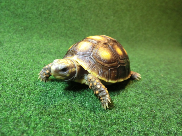 アカアシガメベビー オレンジフットタイプ ＣＢ個体02番の画像