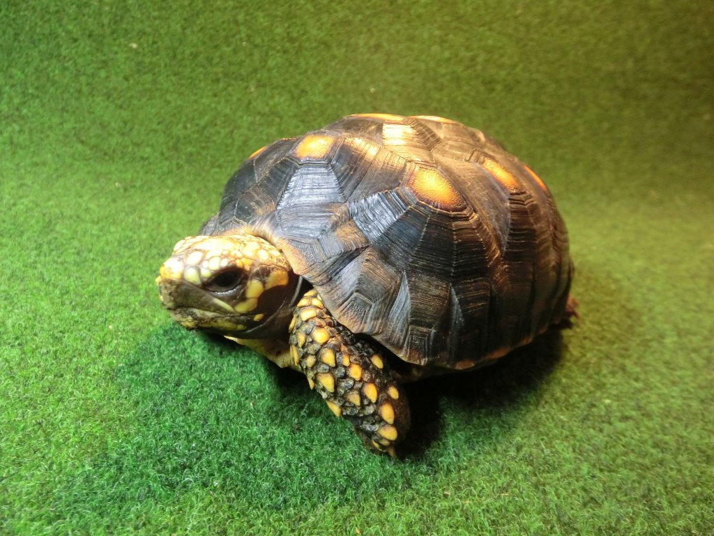 アカアシガメ サブアダルトメス イエローフットタイプ ＣＢ個体04番の画像