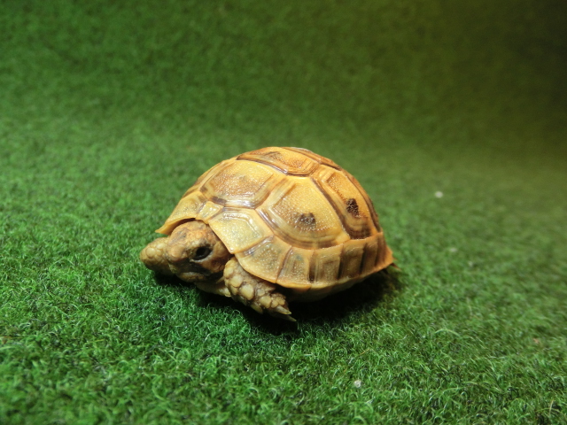 アラブギリシャリクガメベビー 82番オレンジタイプの画像