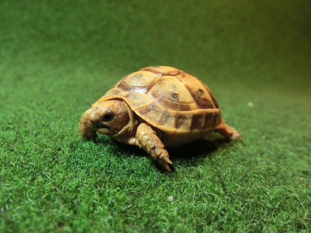 アラブギリシャリクガメベビー 83番オレンジタイプの画像