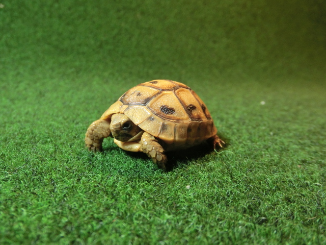 アラブギリシャリクガメベビー 87番オレンジタイプの画像