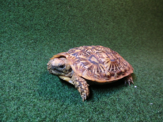 パンケーキリクガメ Mサイズ　01号 当店繁殖 登録票付き個体の画像
