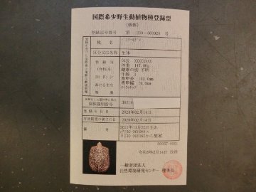 パンケーキリクガメ Mサイズ　01号 当店繁殖 登録票付き個体画像