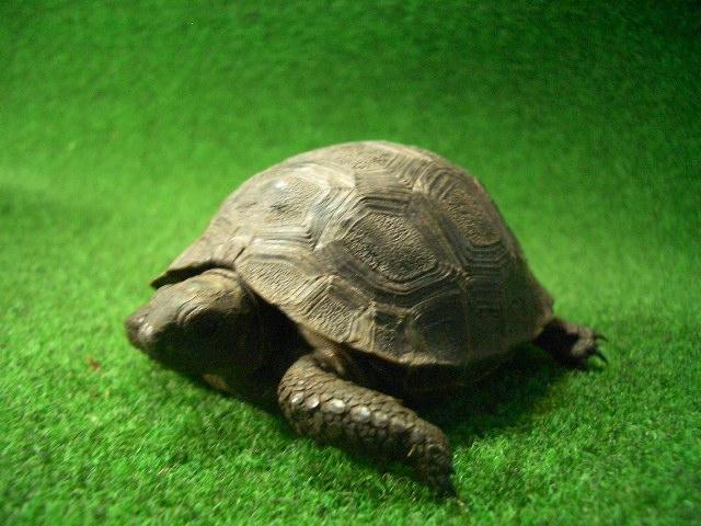 アルダブラゾウガメ ベビー国内CB 19番の画像