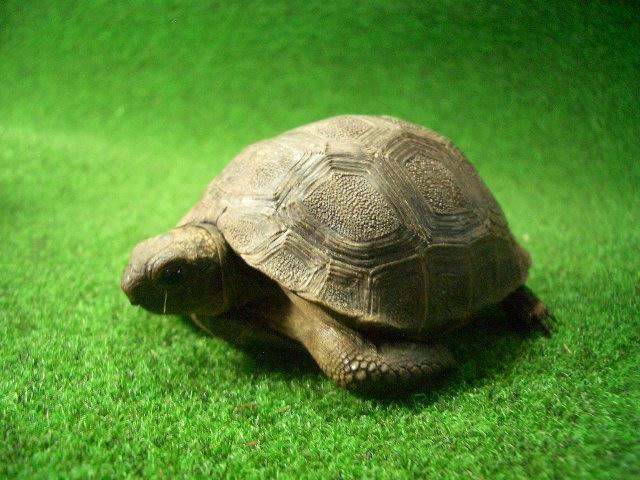 アルダブラゾウガメ ベビー国内CB 20番の画像