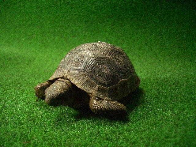アルダブラゾウガメ ベビー国内CB 21番の画像