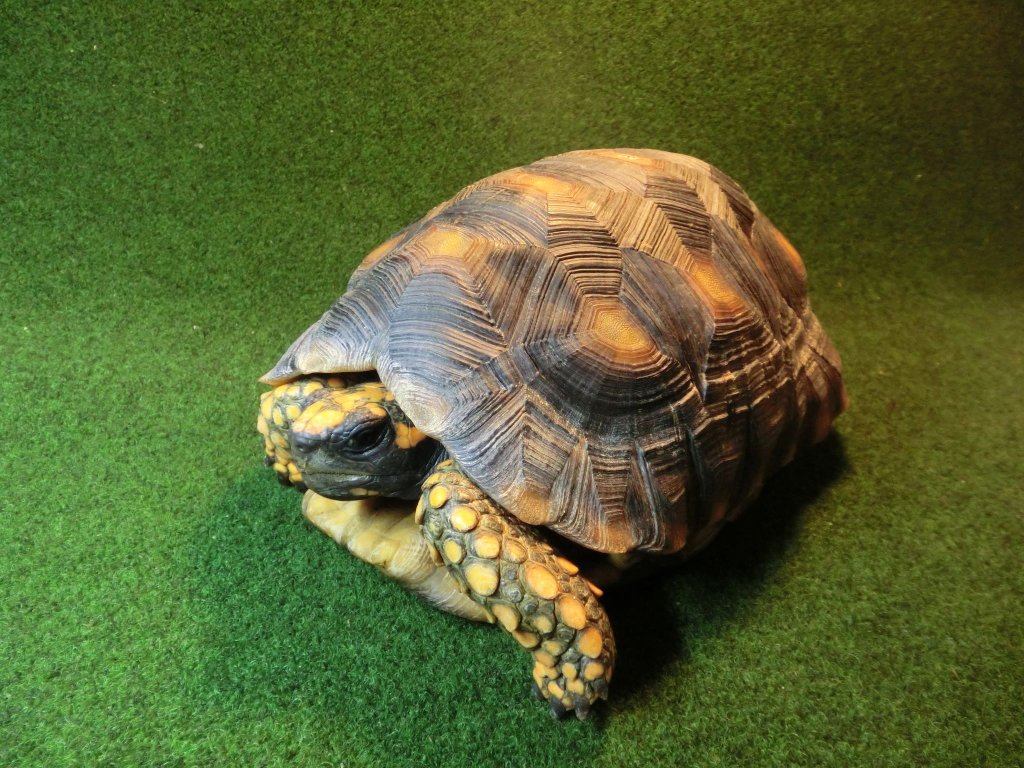 キアシガメLサイズCB個体 00番　の画像