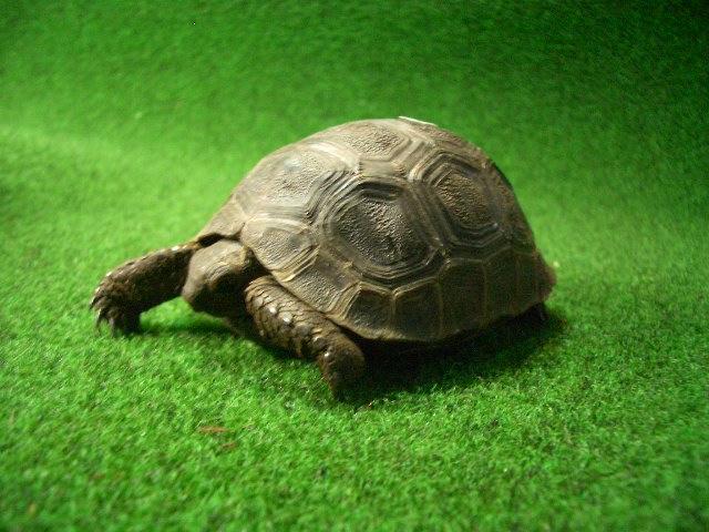 アルダブラゾウガメ 国内CB 22番の画像