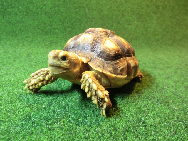 ケヅメリクガメベビー トーゴ産CB個体96番の画像