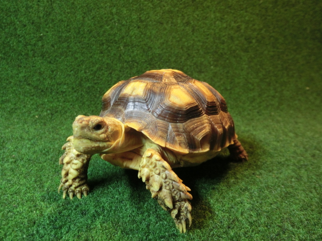 ケヅメリクガメベビー トーゴ産CB個体98番の画像