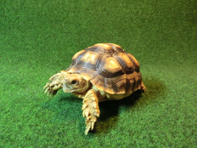 ケヅメリクガメベビー トーゴ産CB個体99番の画像