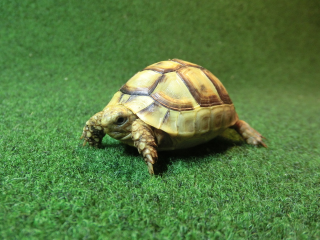 アラブギリシャリクガメベビー 88番 イエロータイプの画像